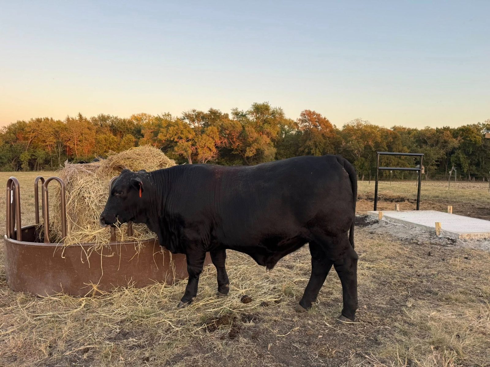 Bull feeding on hay