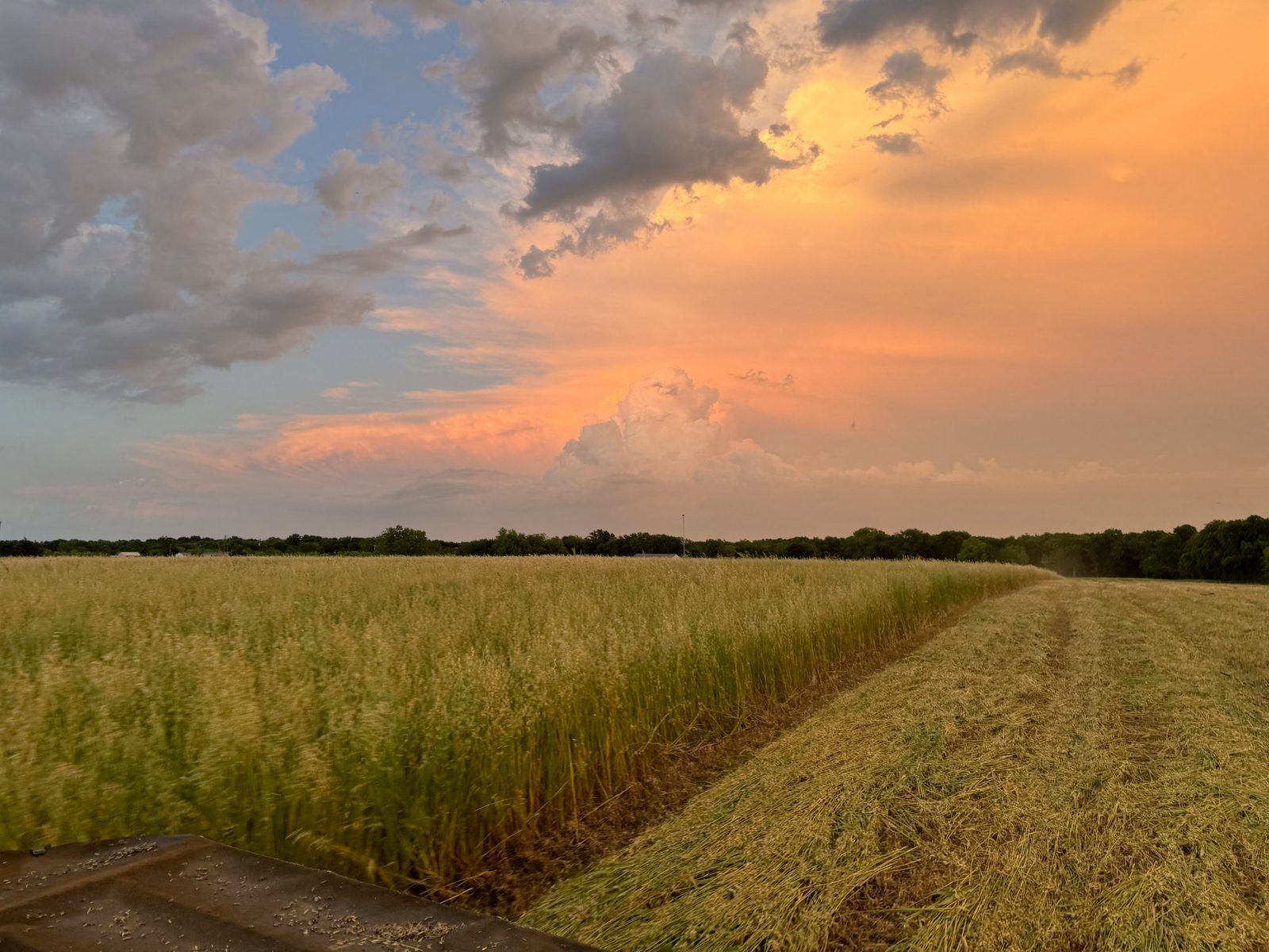 Crop and grass planting at sunset