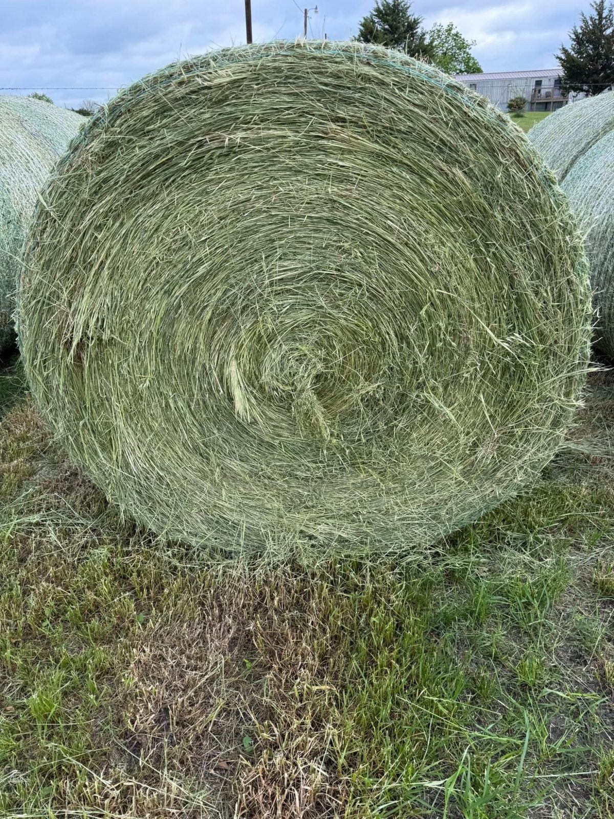 Round hay bales