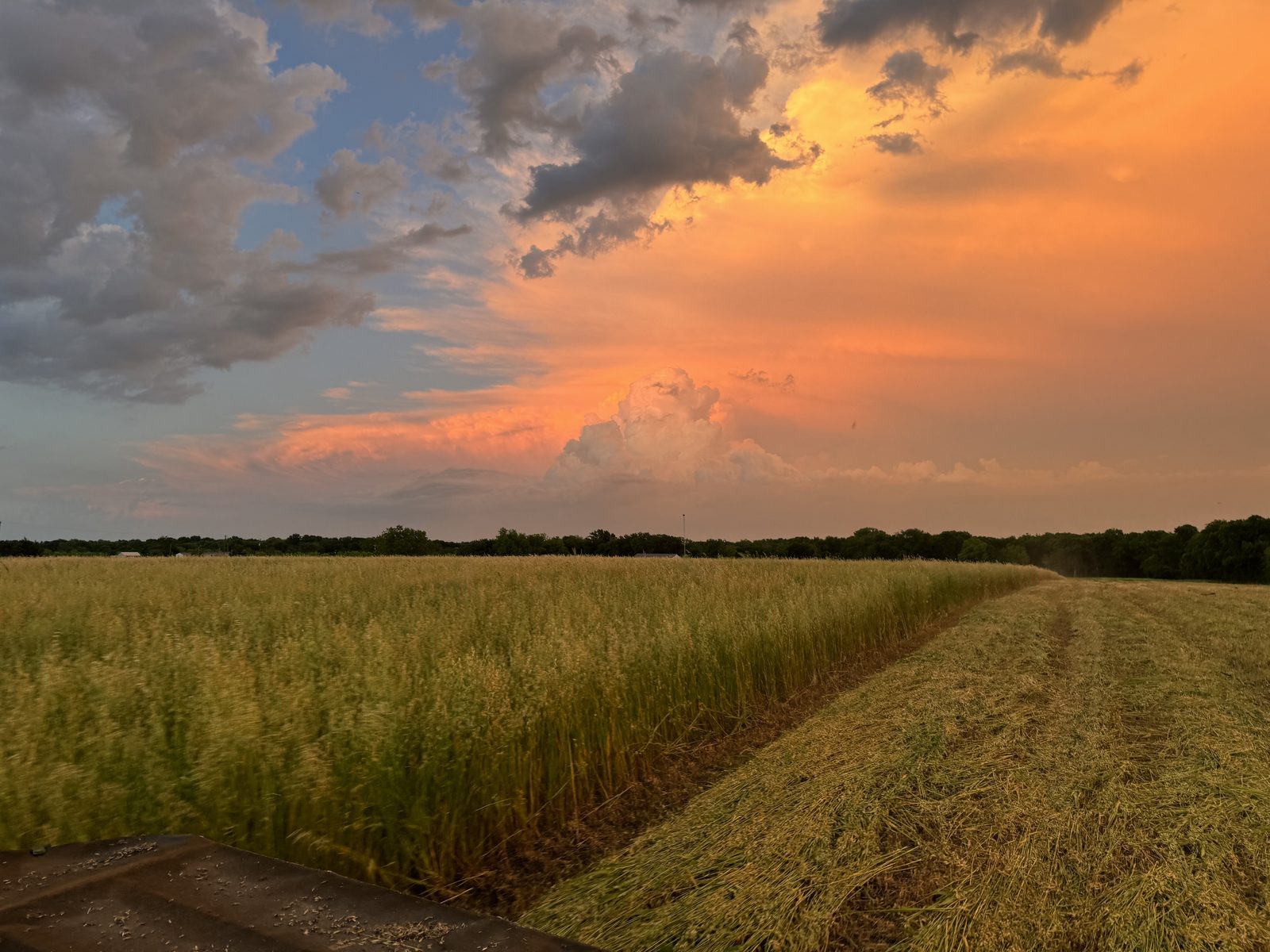 Pasture at sunset