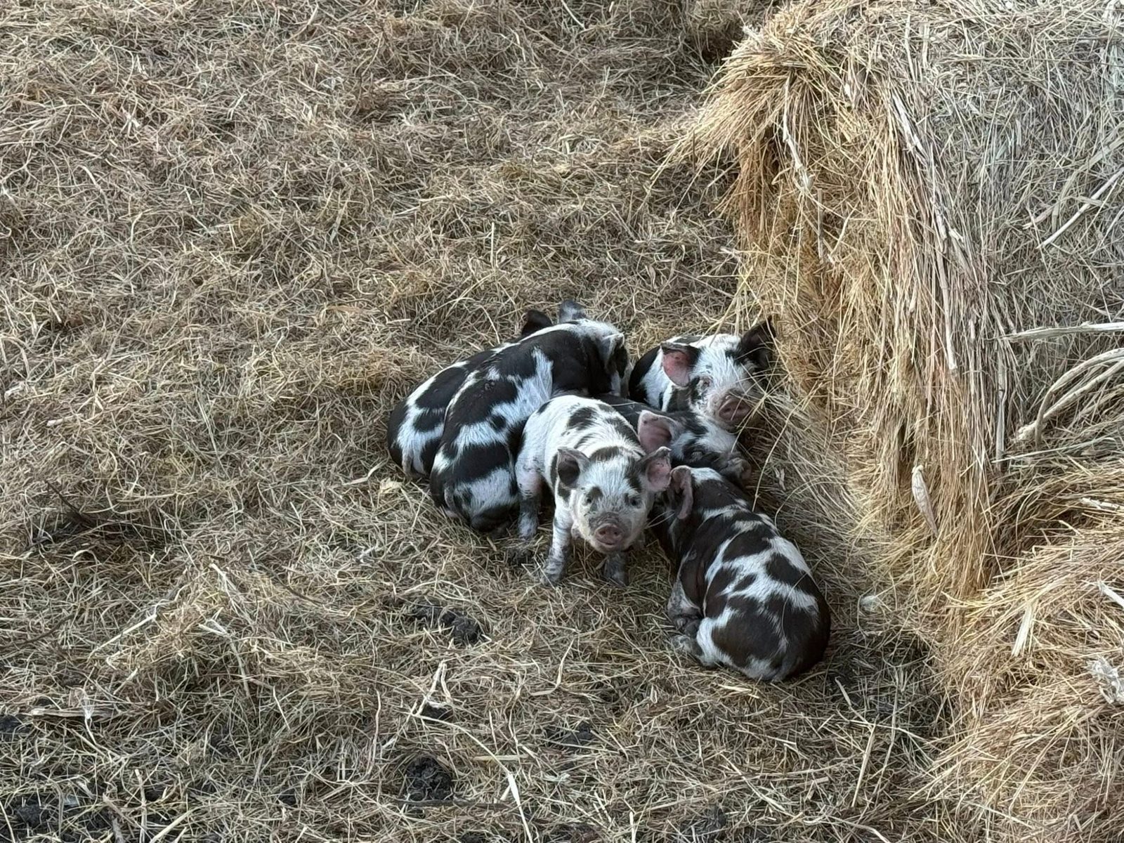 Piglets